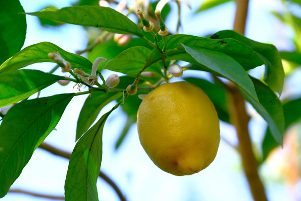 Lemon tour Sorrento