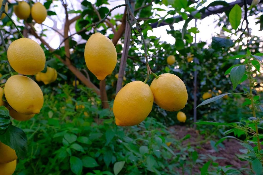 sorrento-lemon-tour-nonno-mario-9.jpg