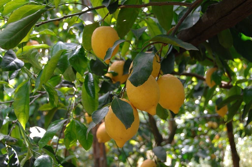 sorrento-lemon-tour-nonna-concettina-15.jpg