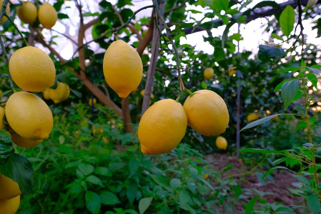 Foto limoni